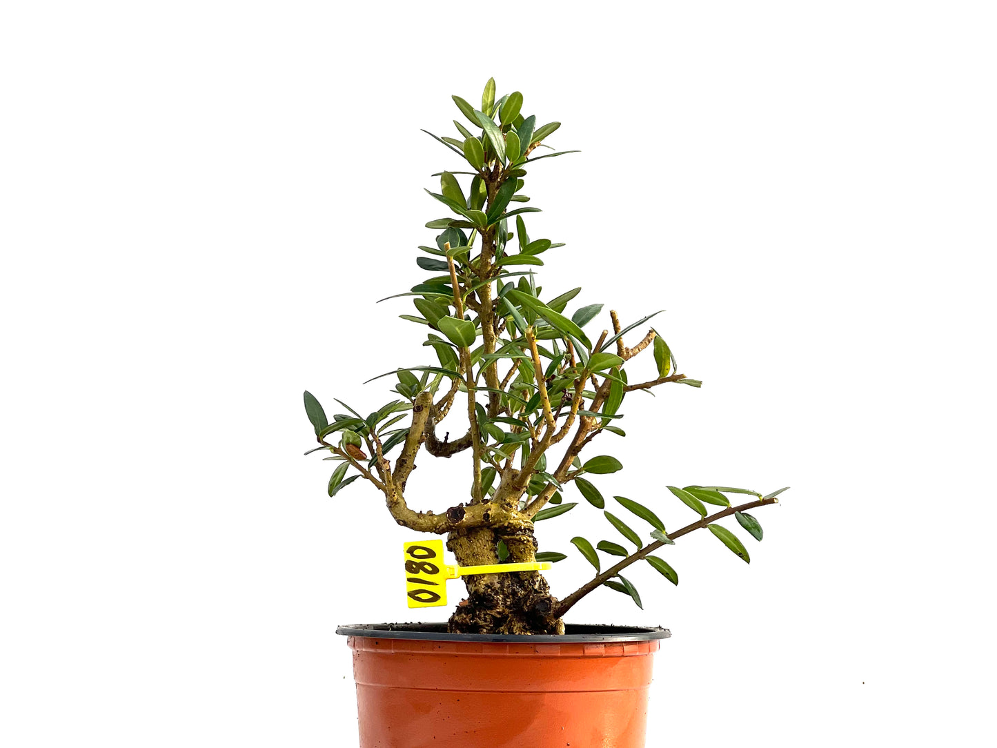 Olea Europaea Sylvestris 0180