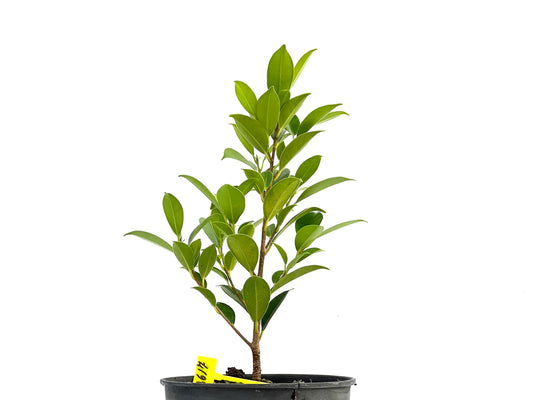 Ficus Tiger Bark 2617