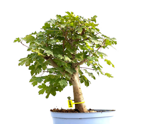 Acer Campestris 2600