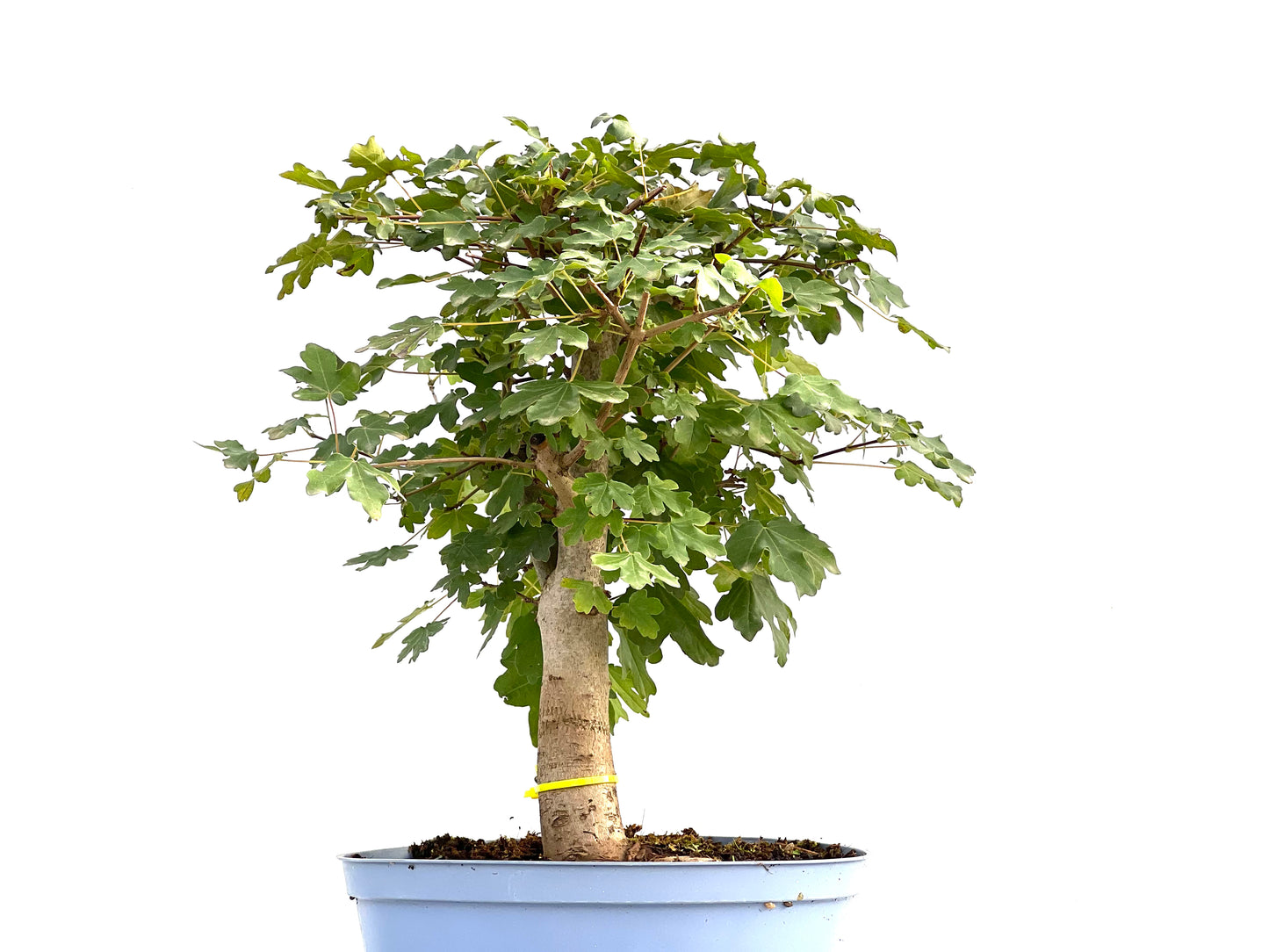 Acer Campestris 2600