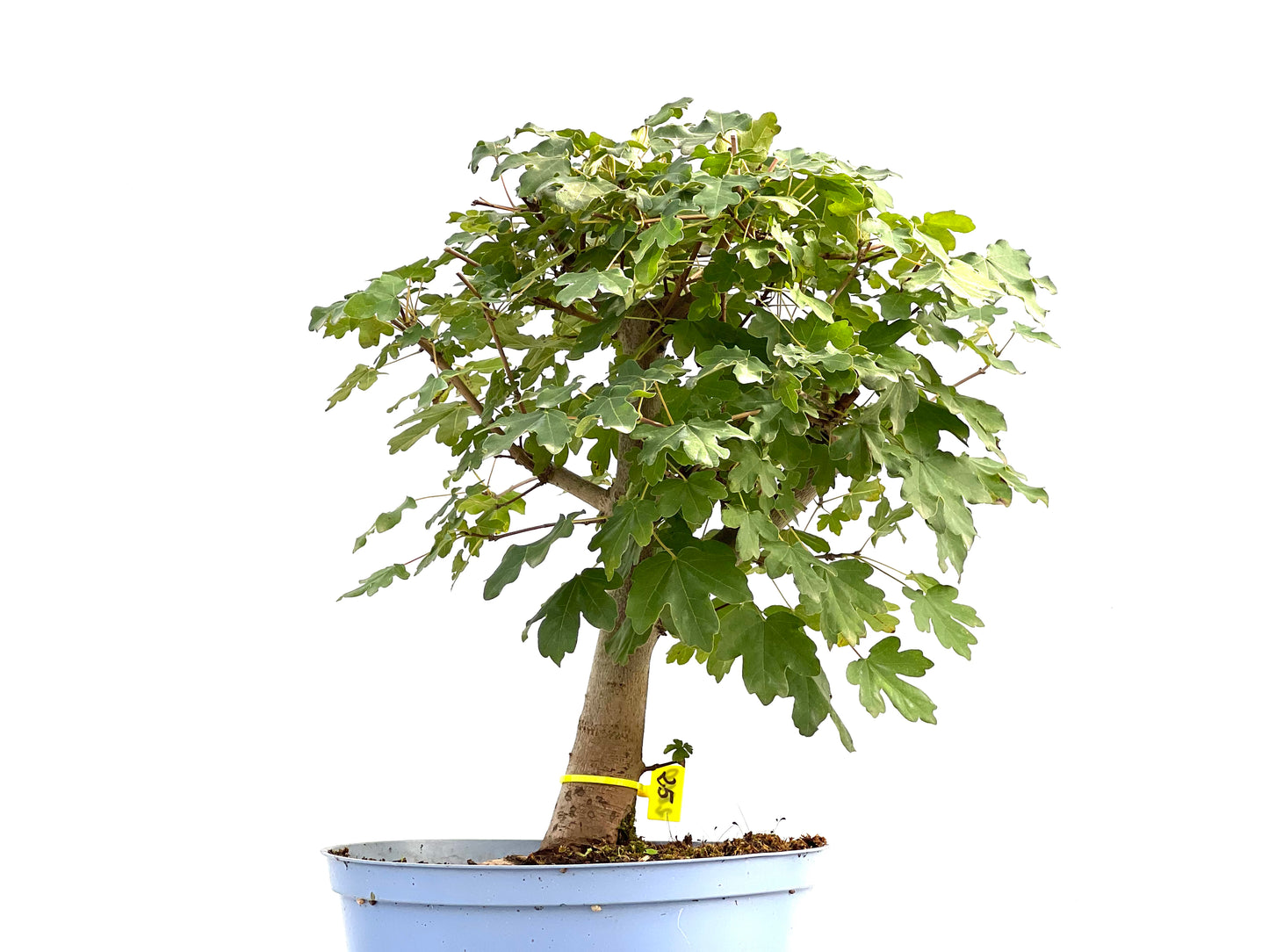 Acer Campestris 2600