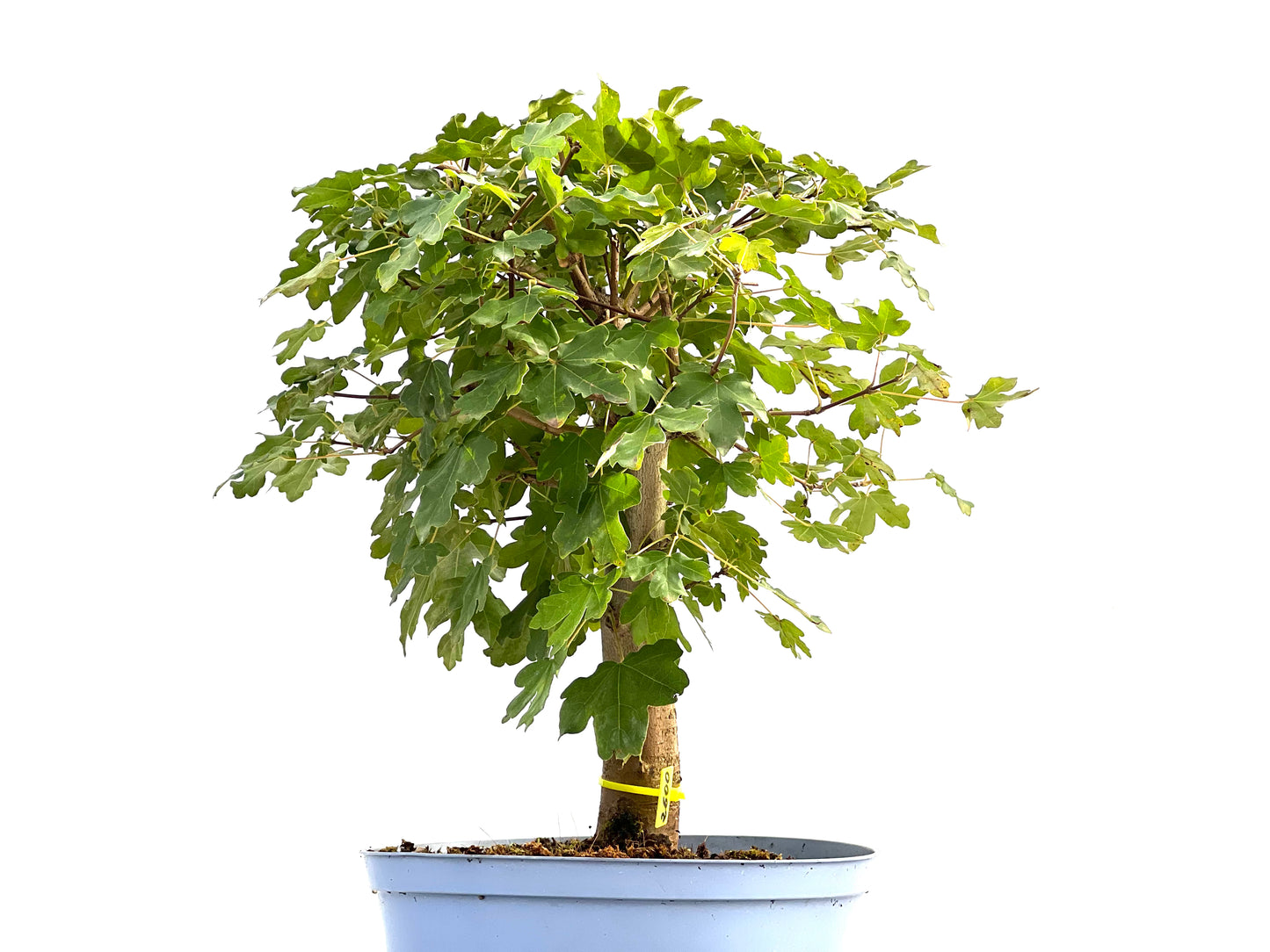 Acer Campestris 2600