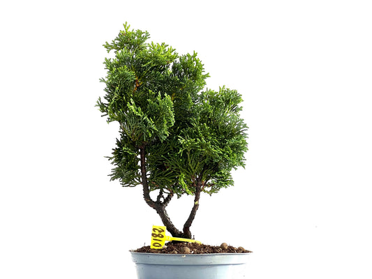 Chamaecyparis Obtusa Nana 0182