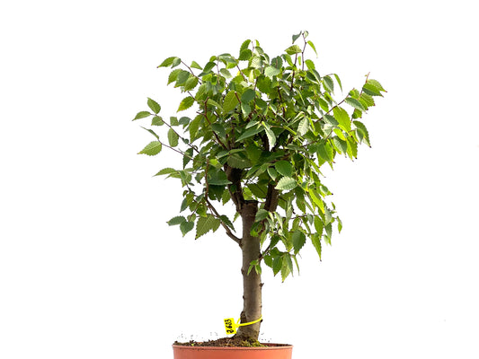 Zelkova Serrata 2623