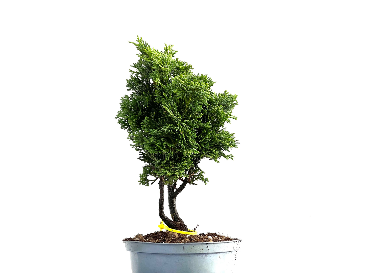 Chamaecyparis Obtusa Nana 0182