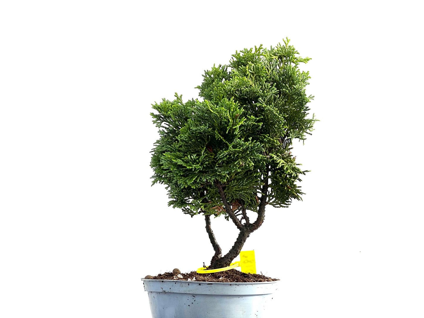 Chamaecyparis Obtusa Nana 0182