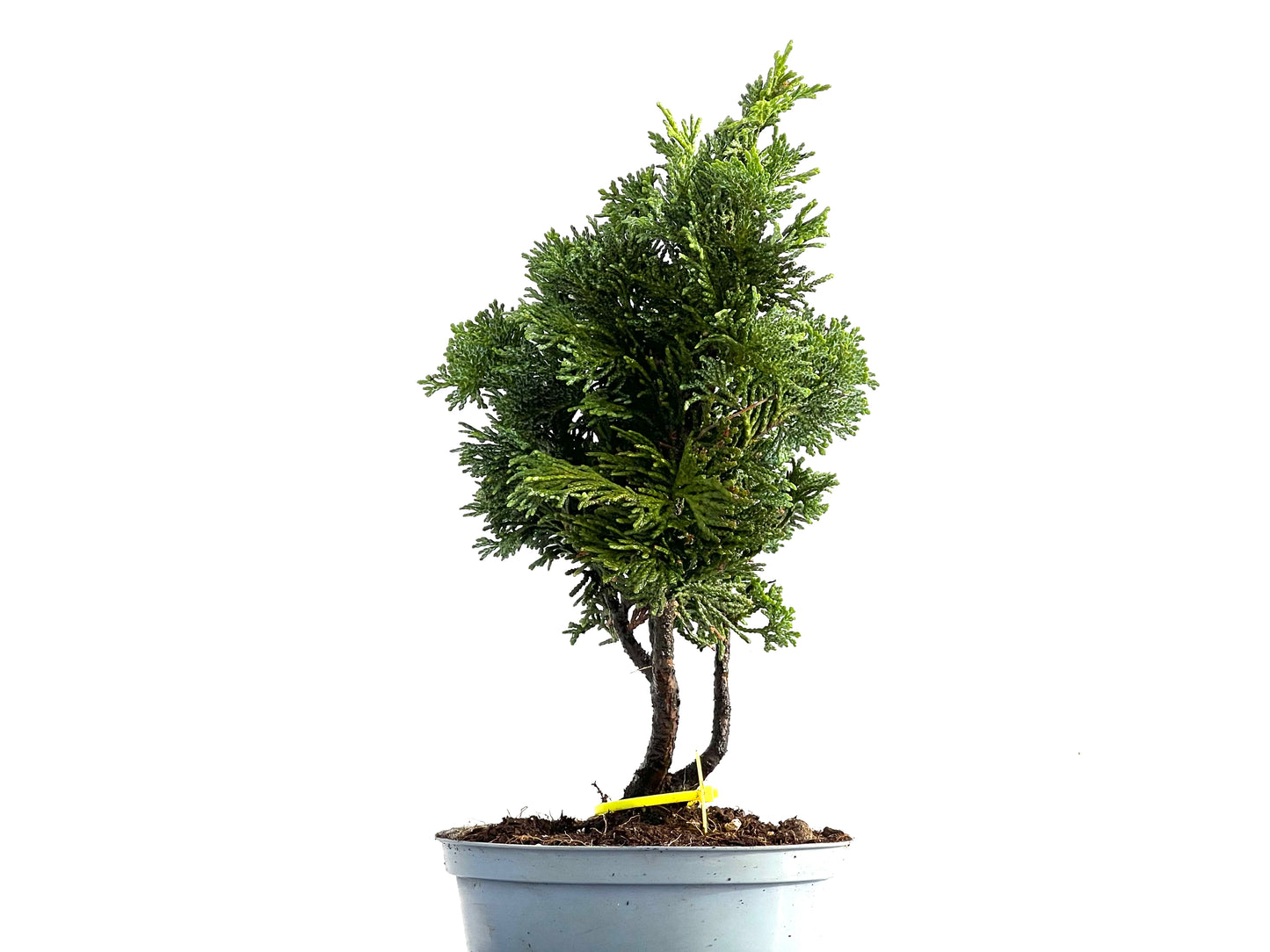 Chamaecyparis Obtusa Nana 0182