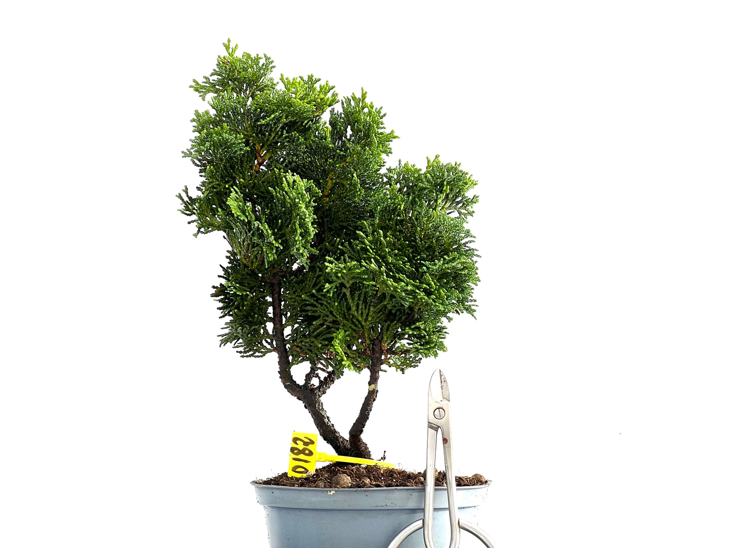 Chamaecyparis Obtusa Nana 0182