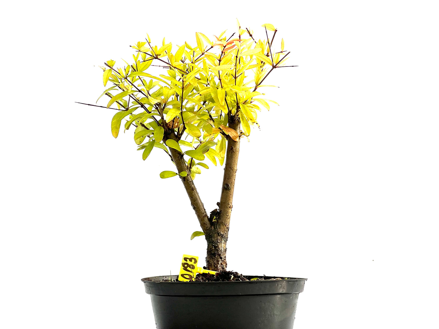 Punica Granatum Nana 0183