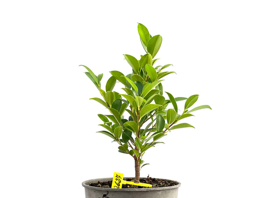 Ficus Tiger Bark 2627