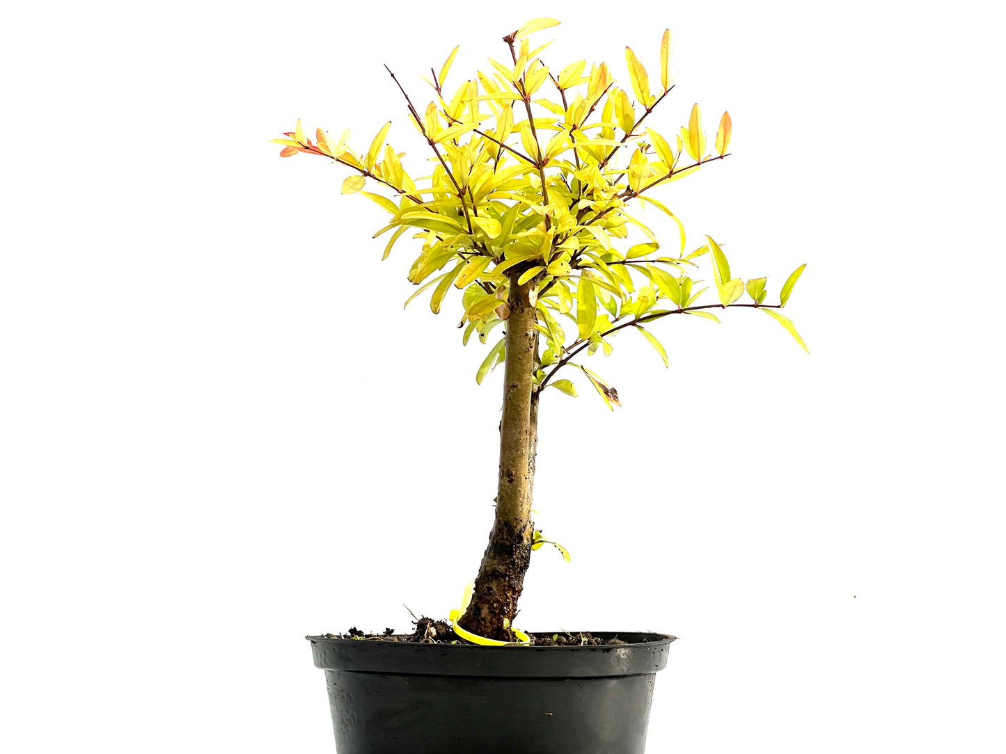 Punica Granatum Nana 0183