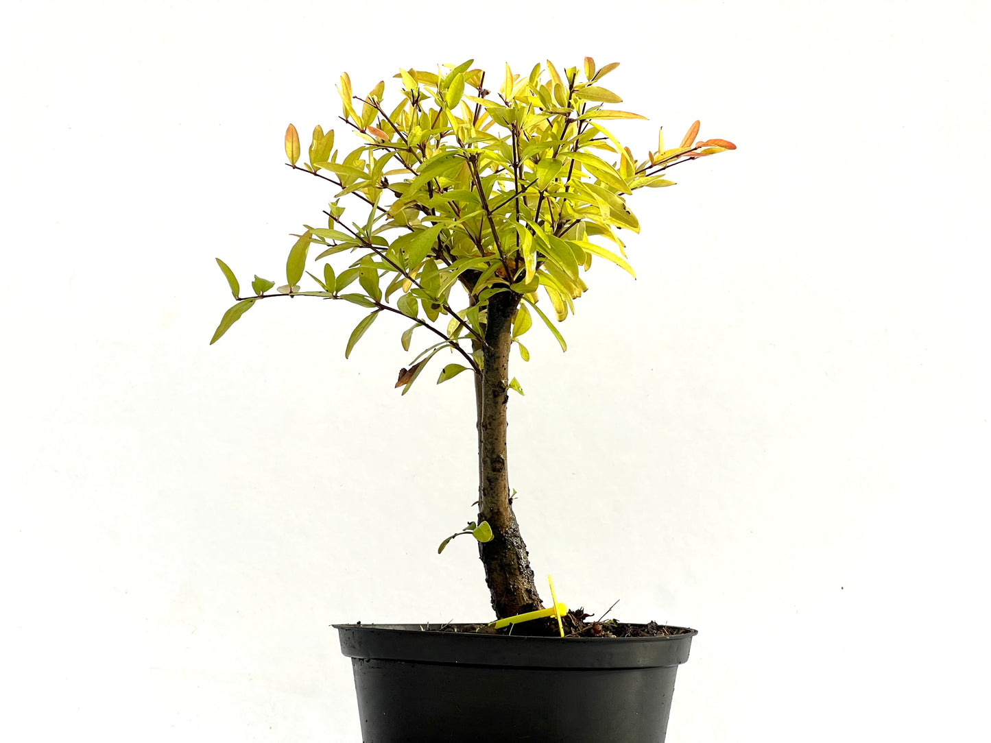 Punica Granatum Nana 0183