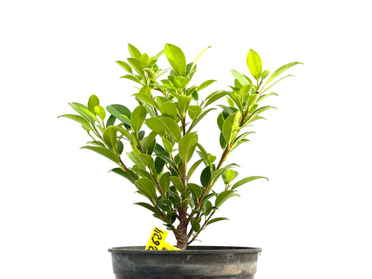 Ficus Tiger Bark 2624