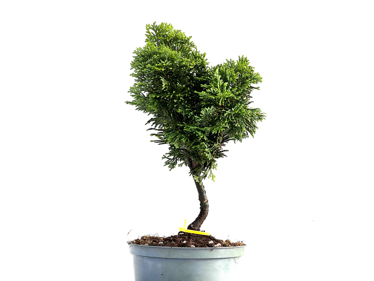 Chamaecyparis Obtusa Nana 0185