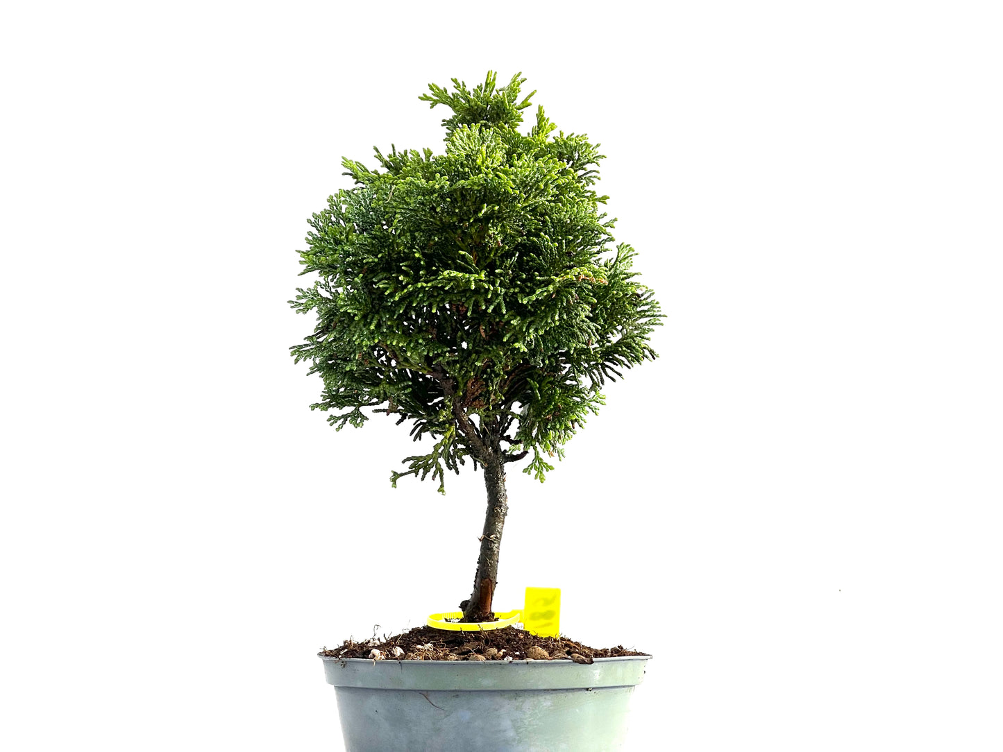 Chamaecyparis Obtusa Nana 0185