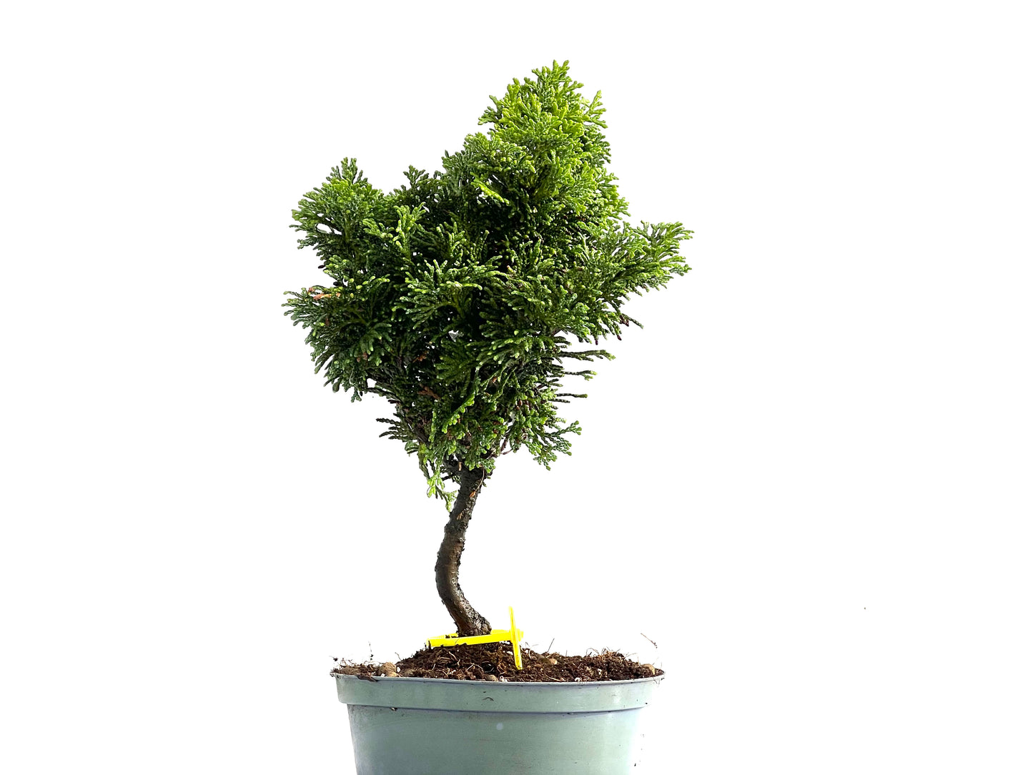 Chamaecyparis Obtusa Nana 0185