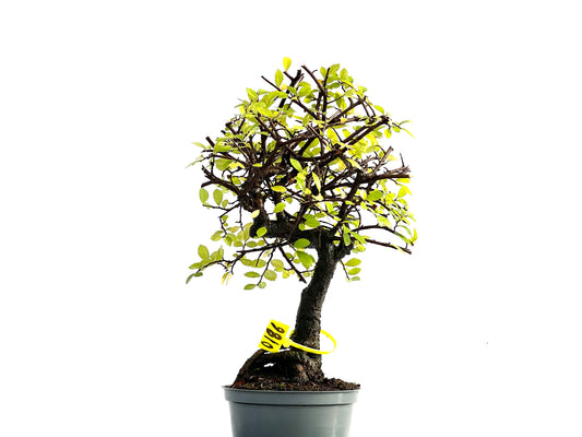 Ulmus Parvifolia 0186