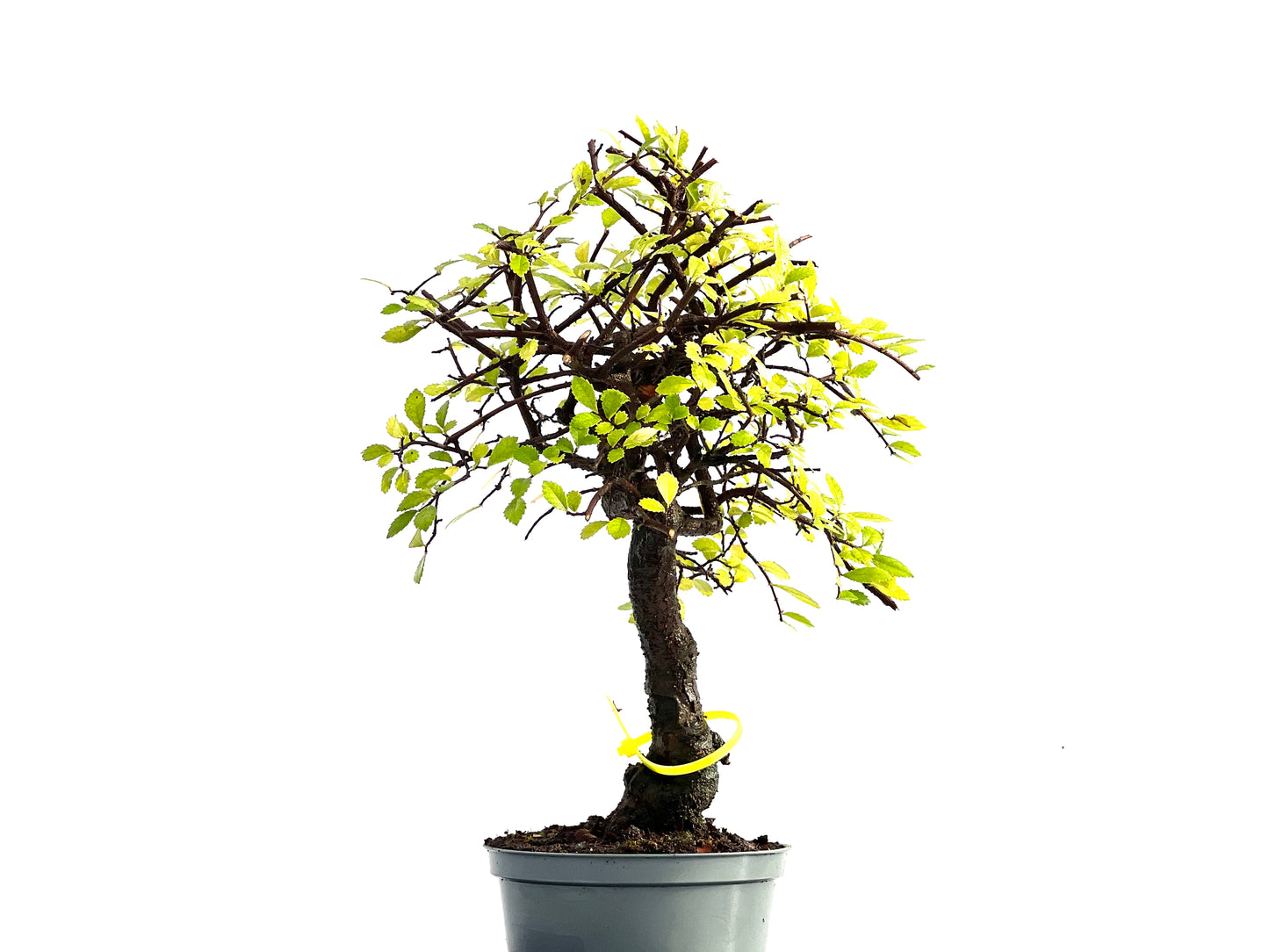 Ulmus Parvifolia 0186