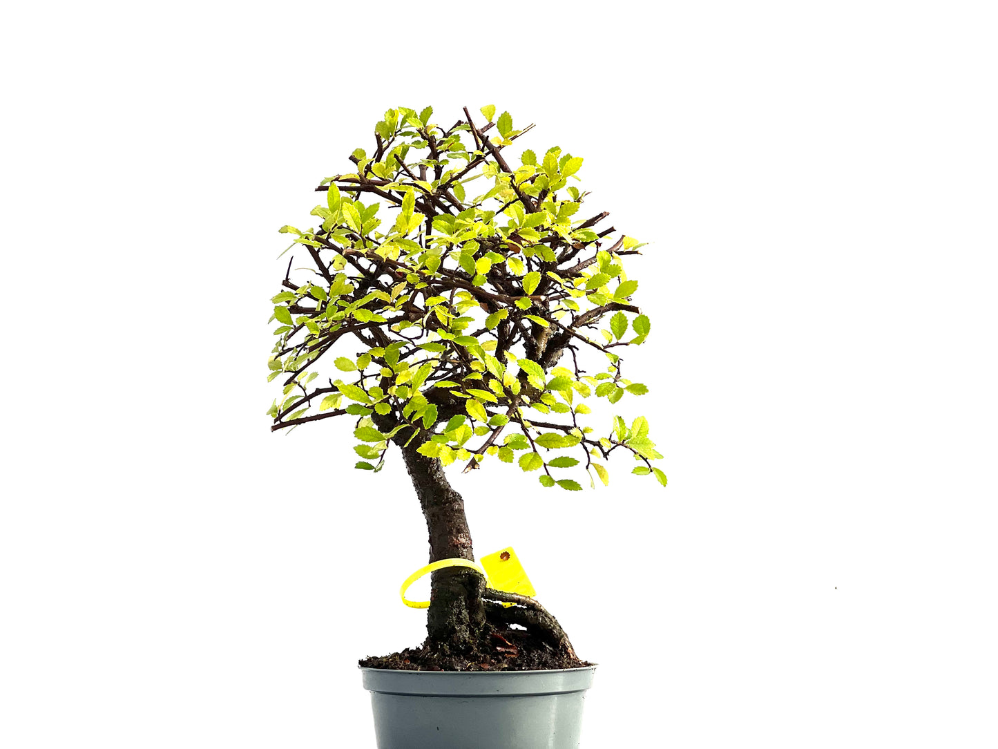 Ulmus Parvifolia 0186