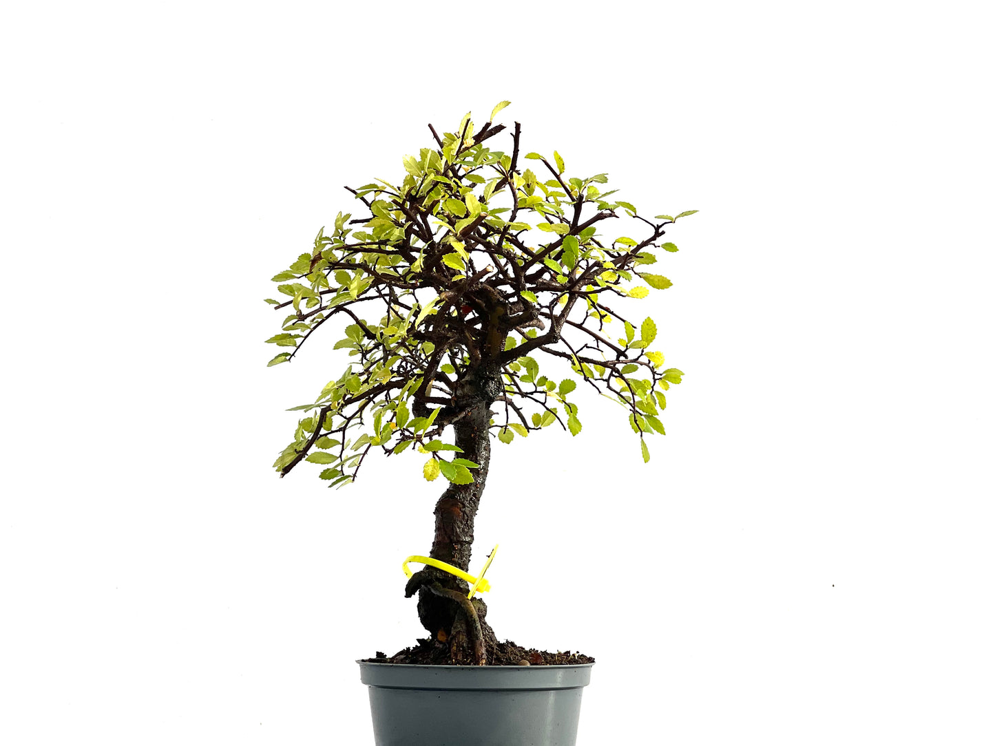Ulmus Parvifolia 0186
