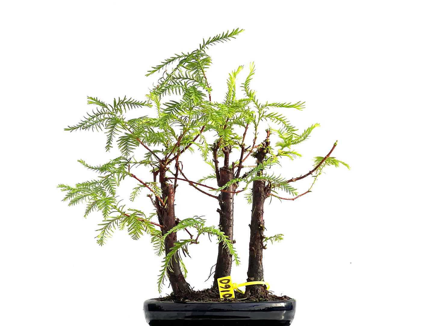 Bosque Metasequoia 0160