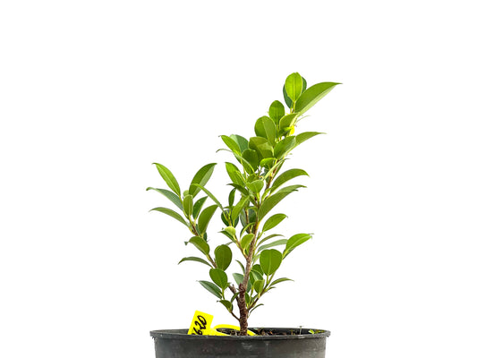 Ficus Tiger Bark 2620