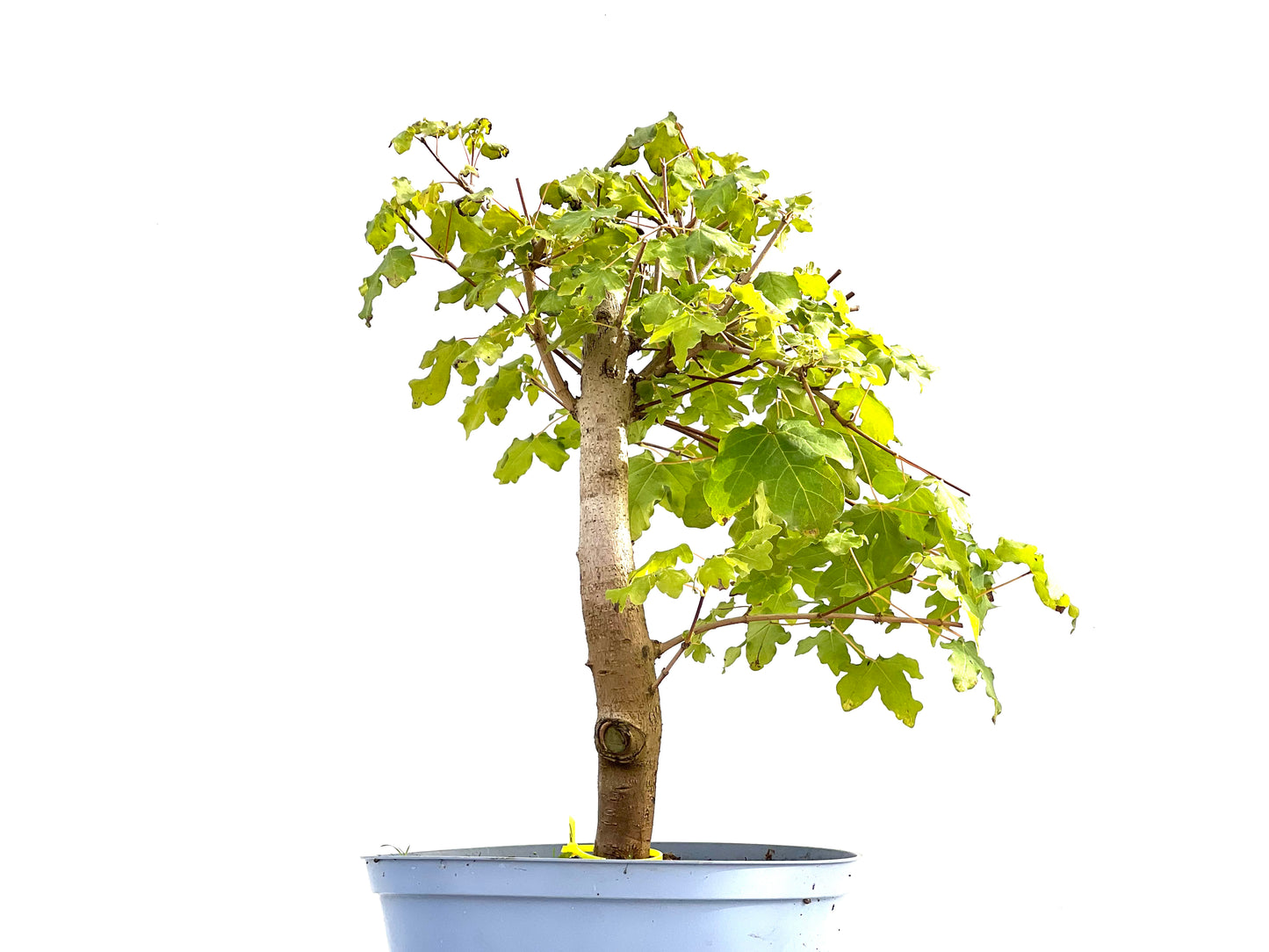 Acer Campestris 2581