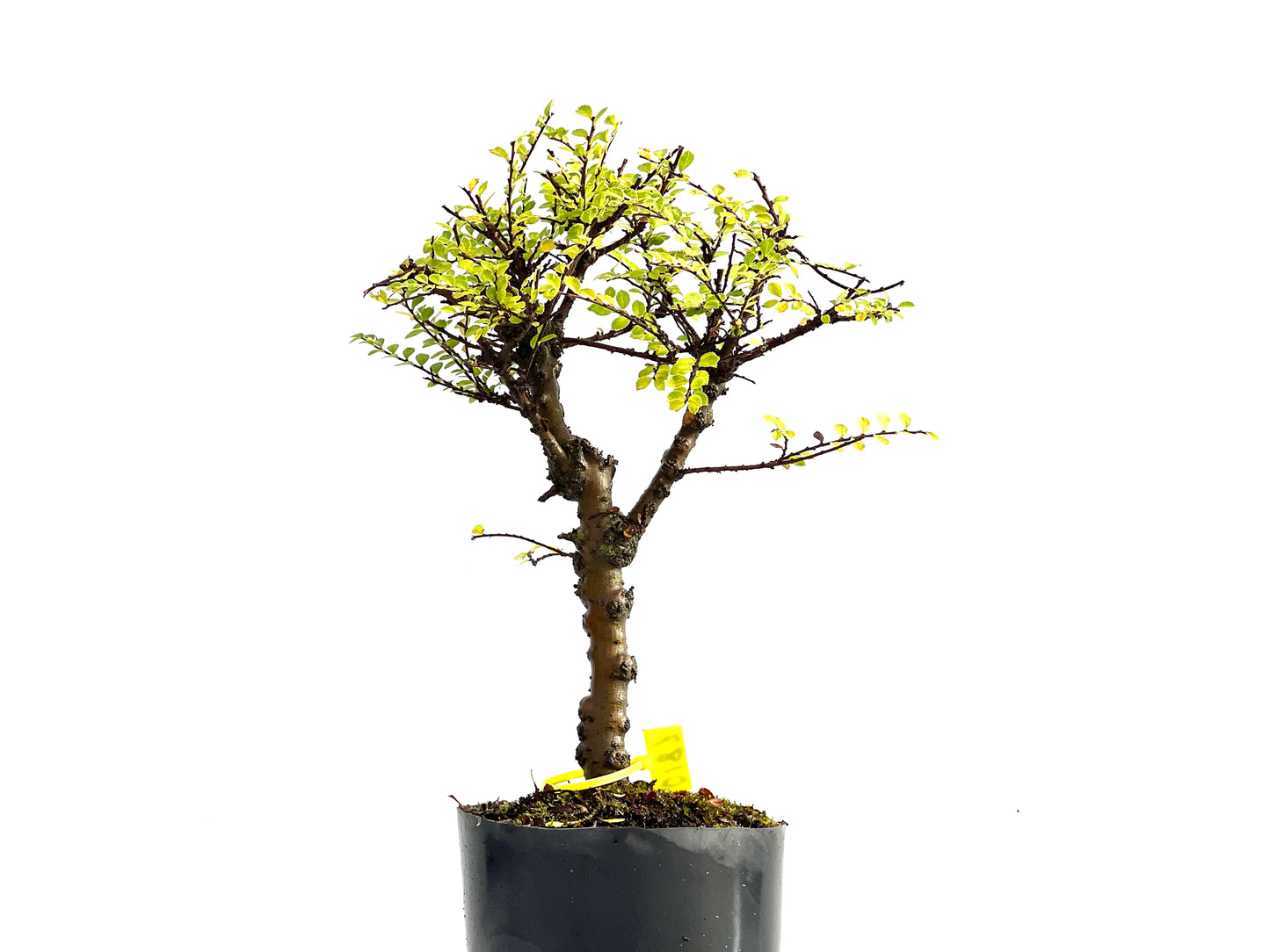 Ulmus Hokkaido 0187