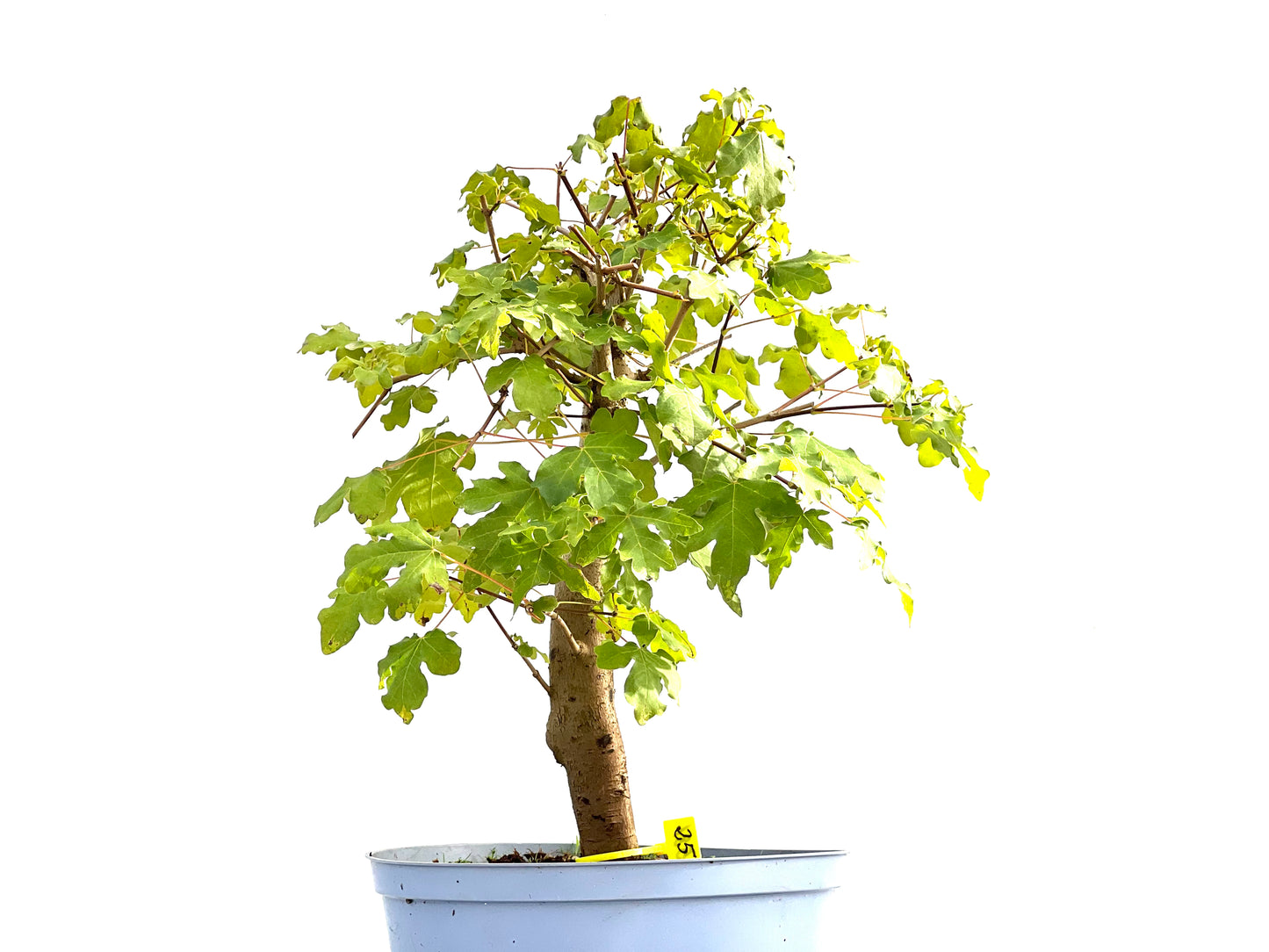 Acer Campestris 2581