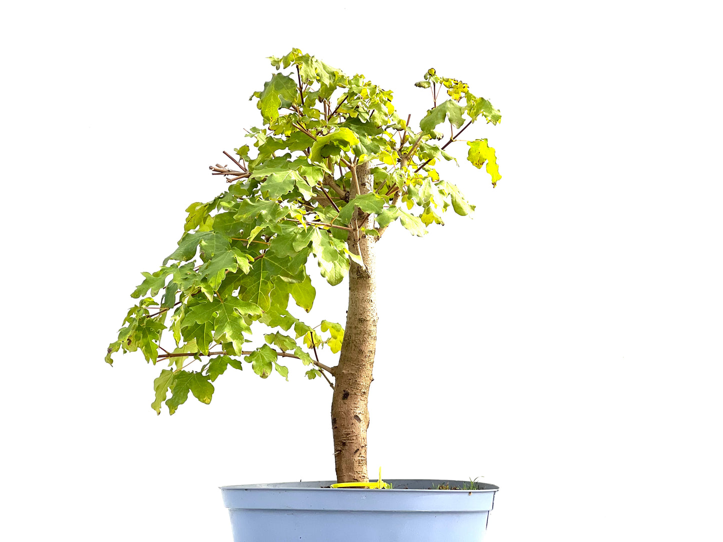 Acer Campestris 2581
