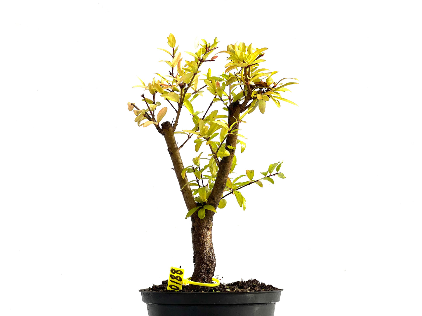 Punica Granatum Nana 0188