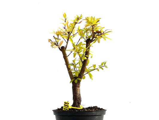 Punica Granatum Nana 0188