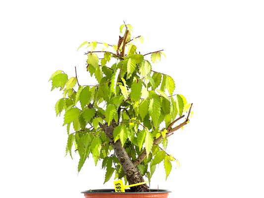 Zelkova Serrata 2583