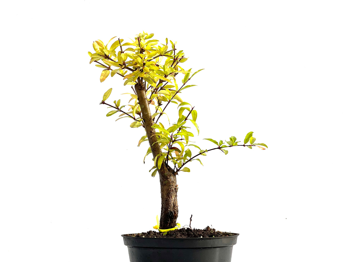 Punica Granatum Nana 0188