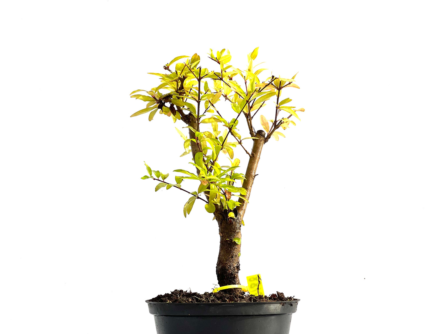 Punica Granatum Nana 0188