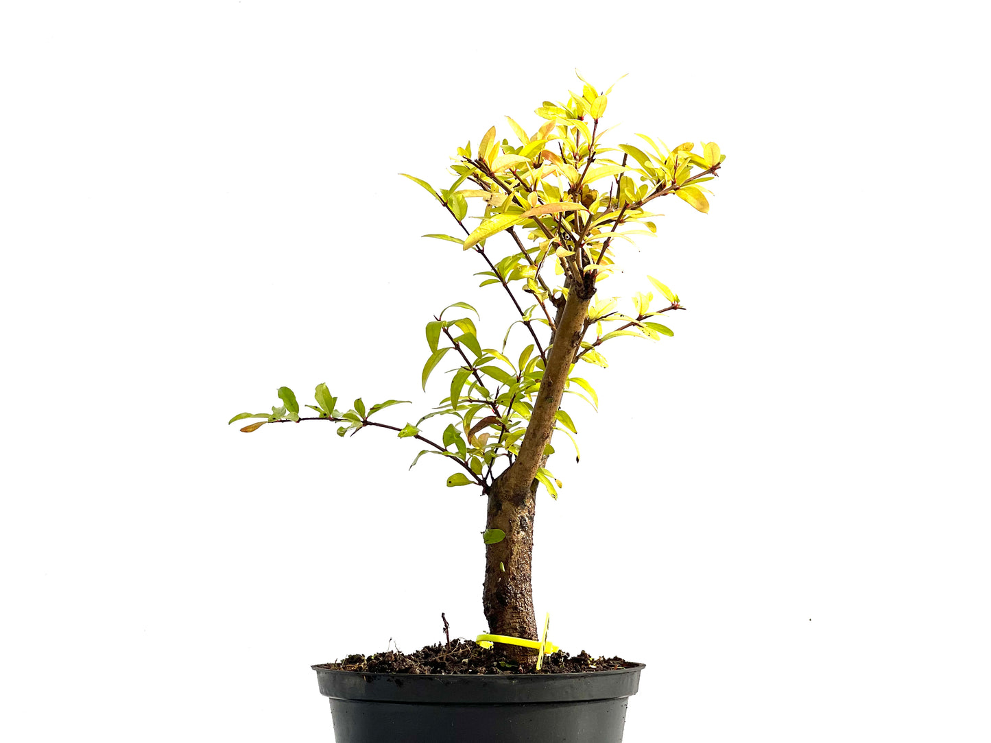 Punica Granatum Nana 0188