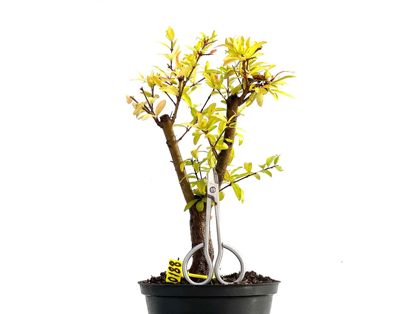 Punica Granatum Nana 0188