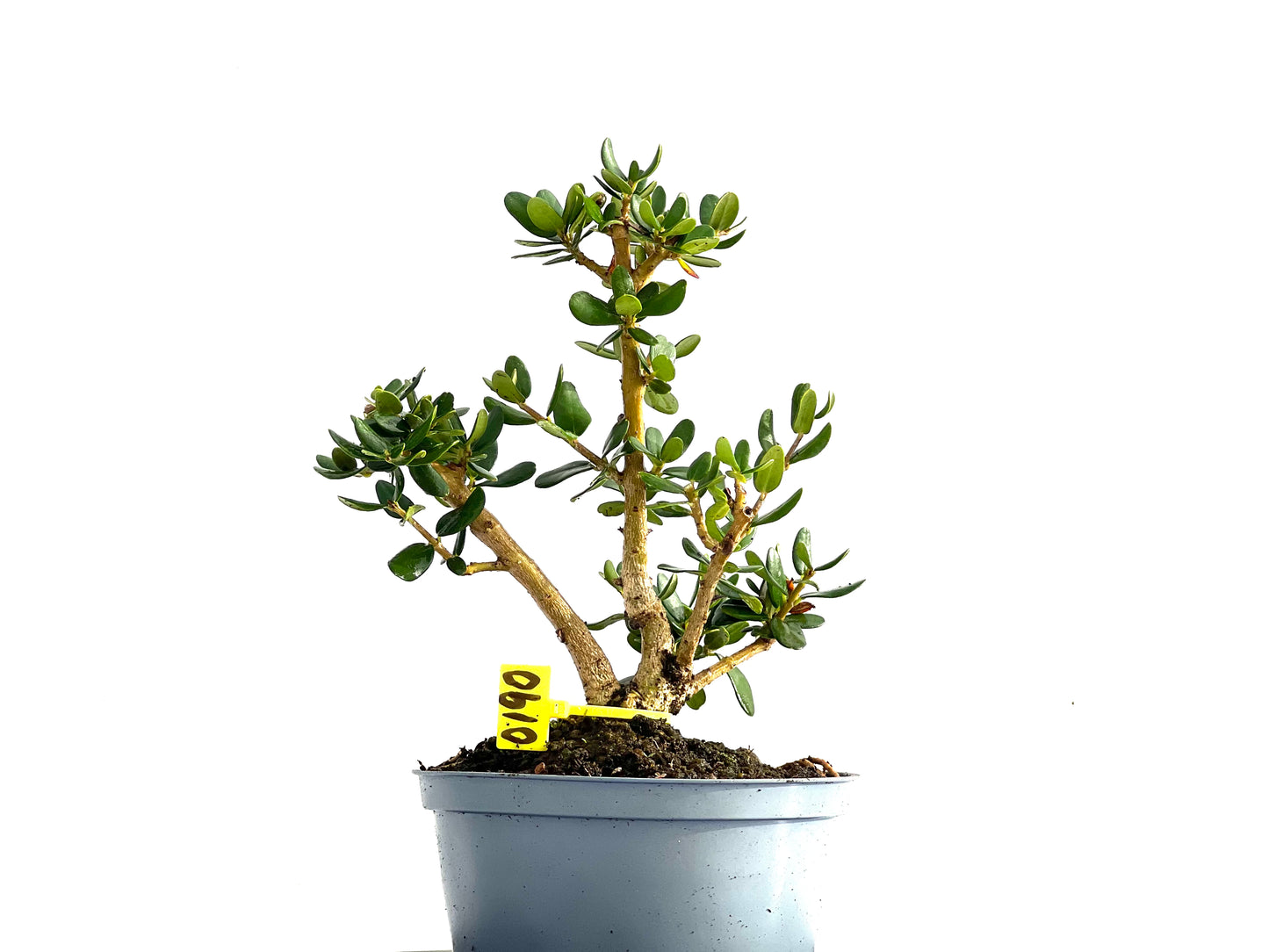 Olea Europaea Sylvestris 0190