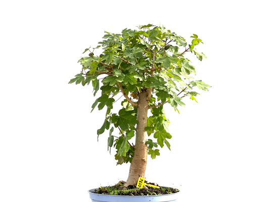 Acer Campestris 2576