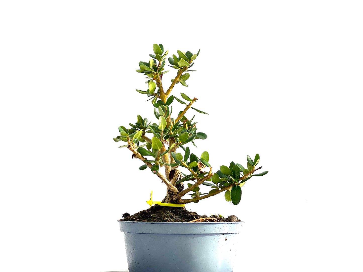 Olea Europaea Sylvestris 0190