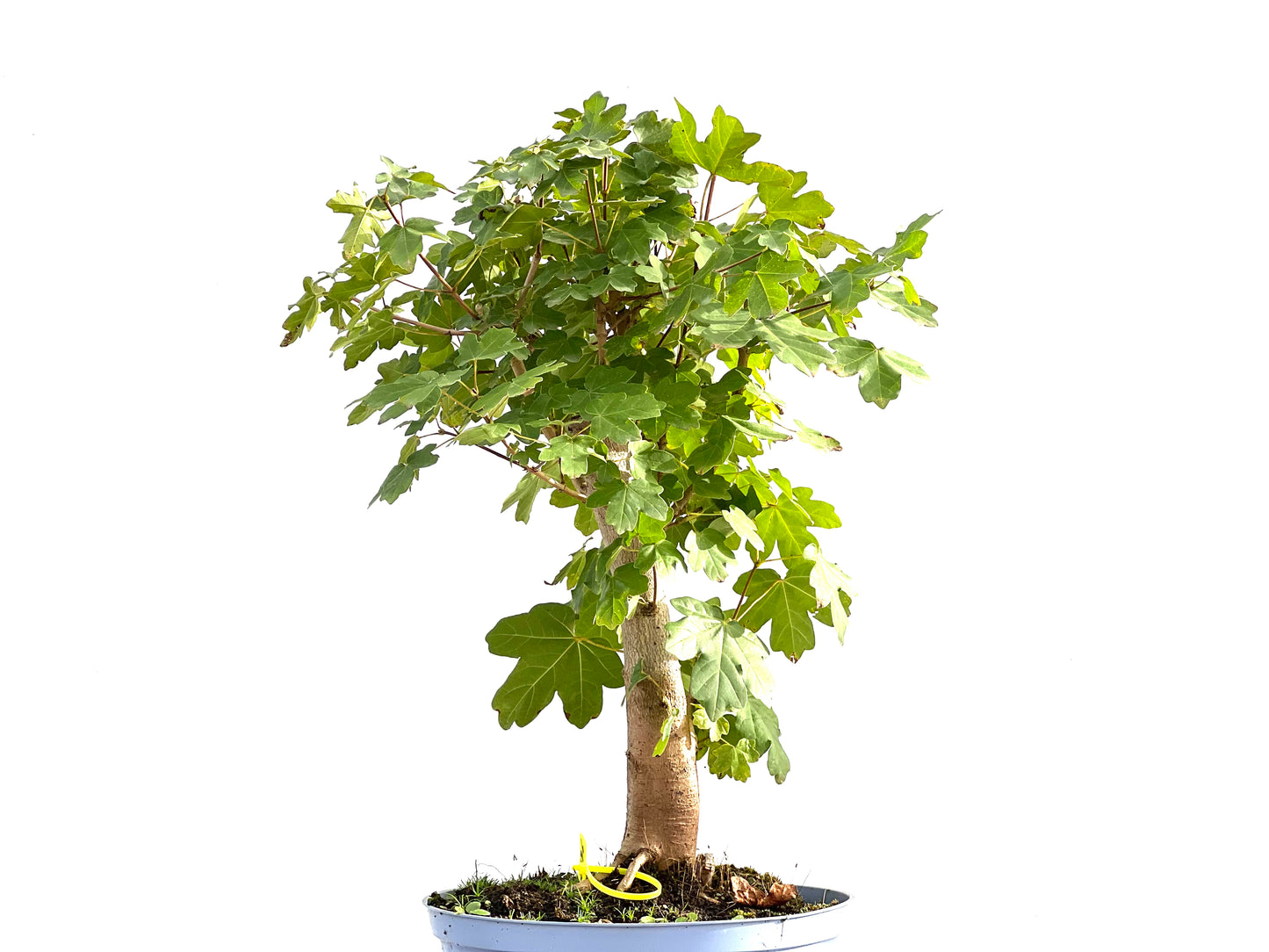 Acer Campestris 2576