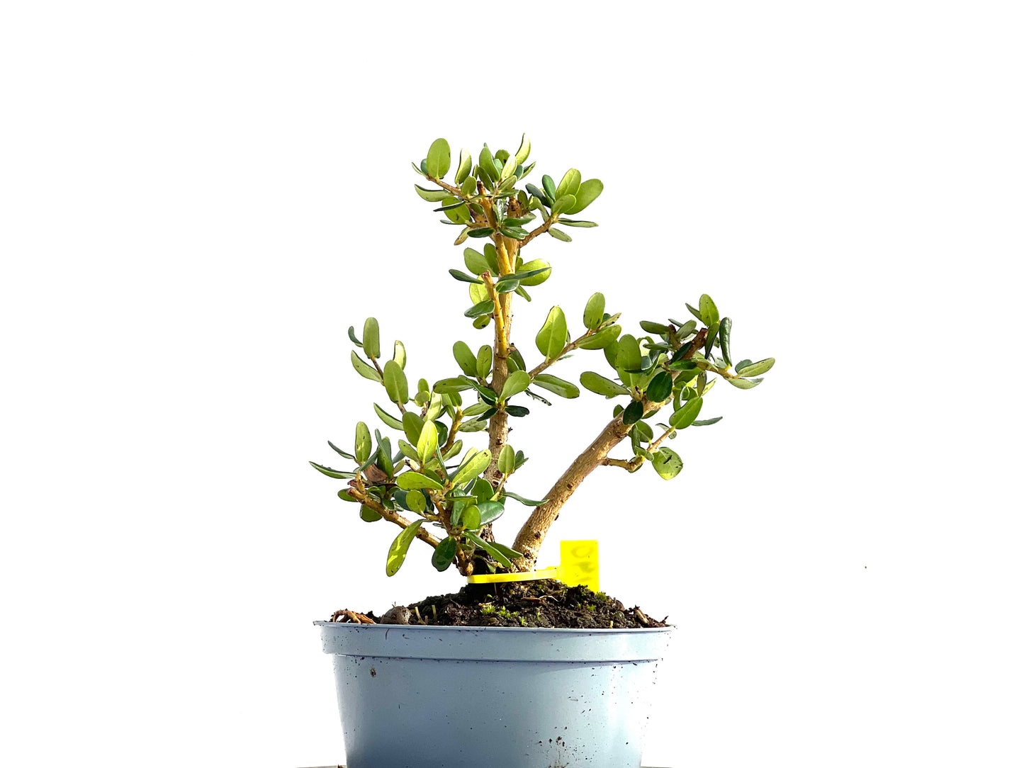 Olea Europaea Sylvestris 0190