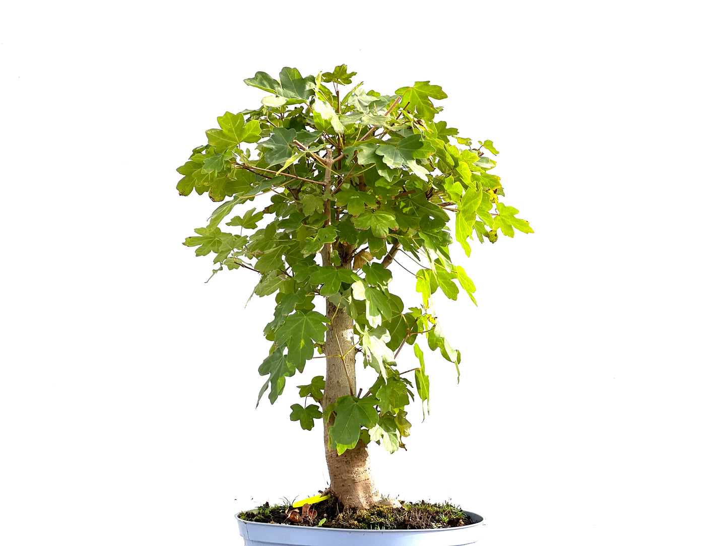Acer Campestris 2576