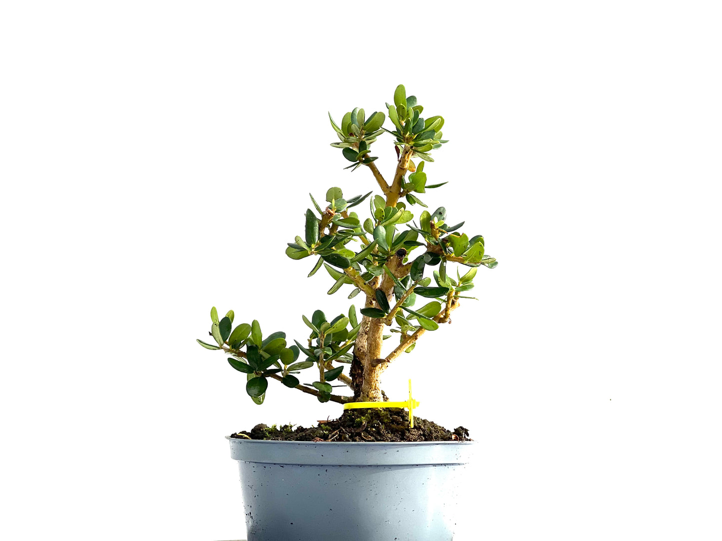 Olea Europaea Sylvestris 0190