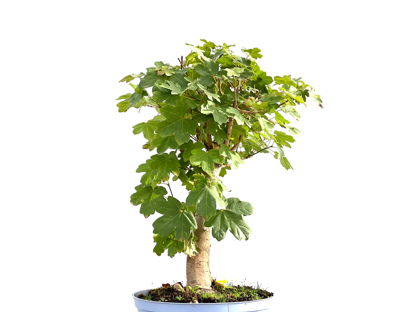 Acer Campestris 2576