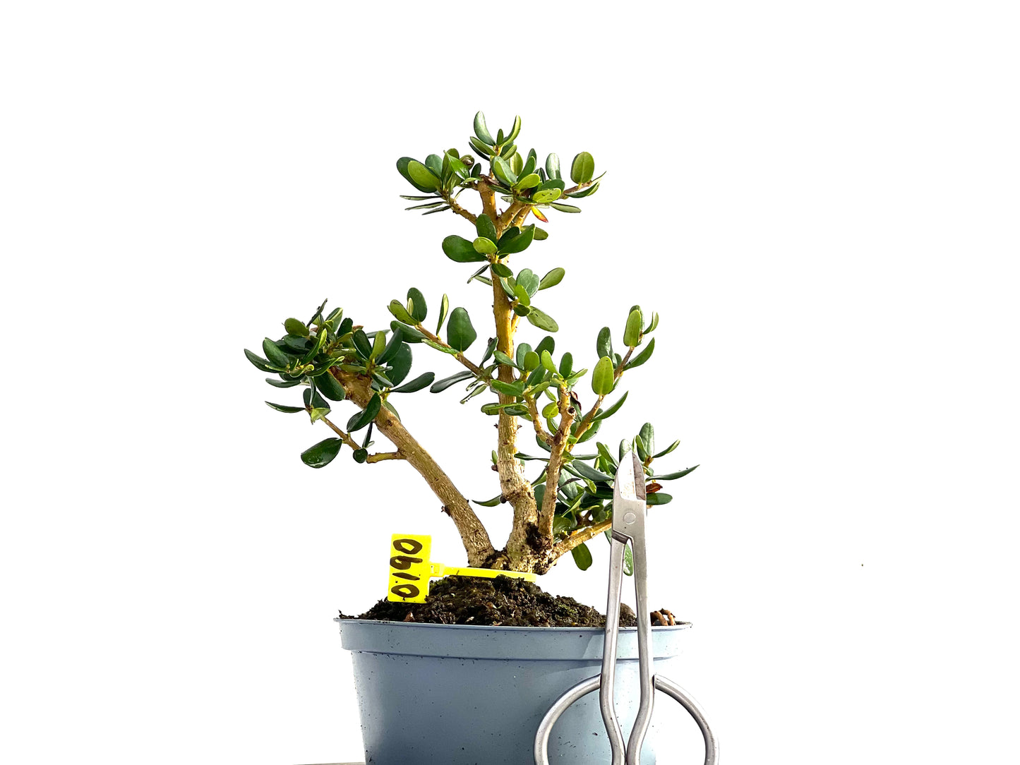 Olea Europaea Sylvestris 0190