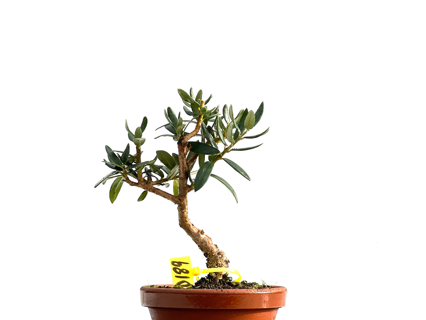 Olea Europaea Sylvestris 0189