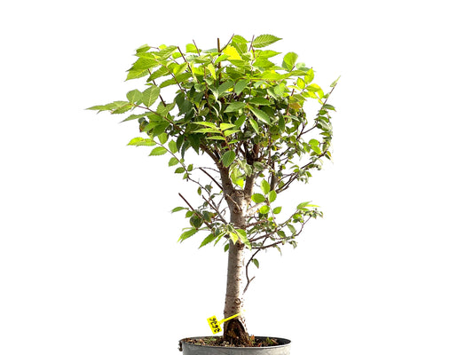 Zelkova Serrata 2626
