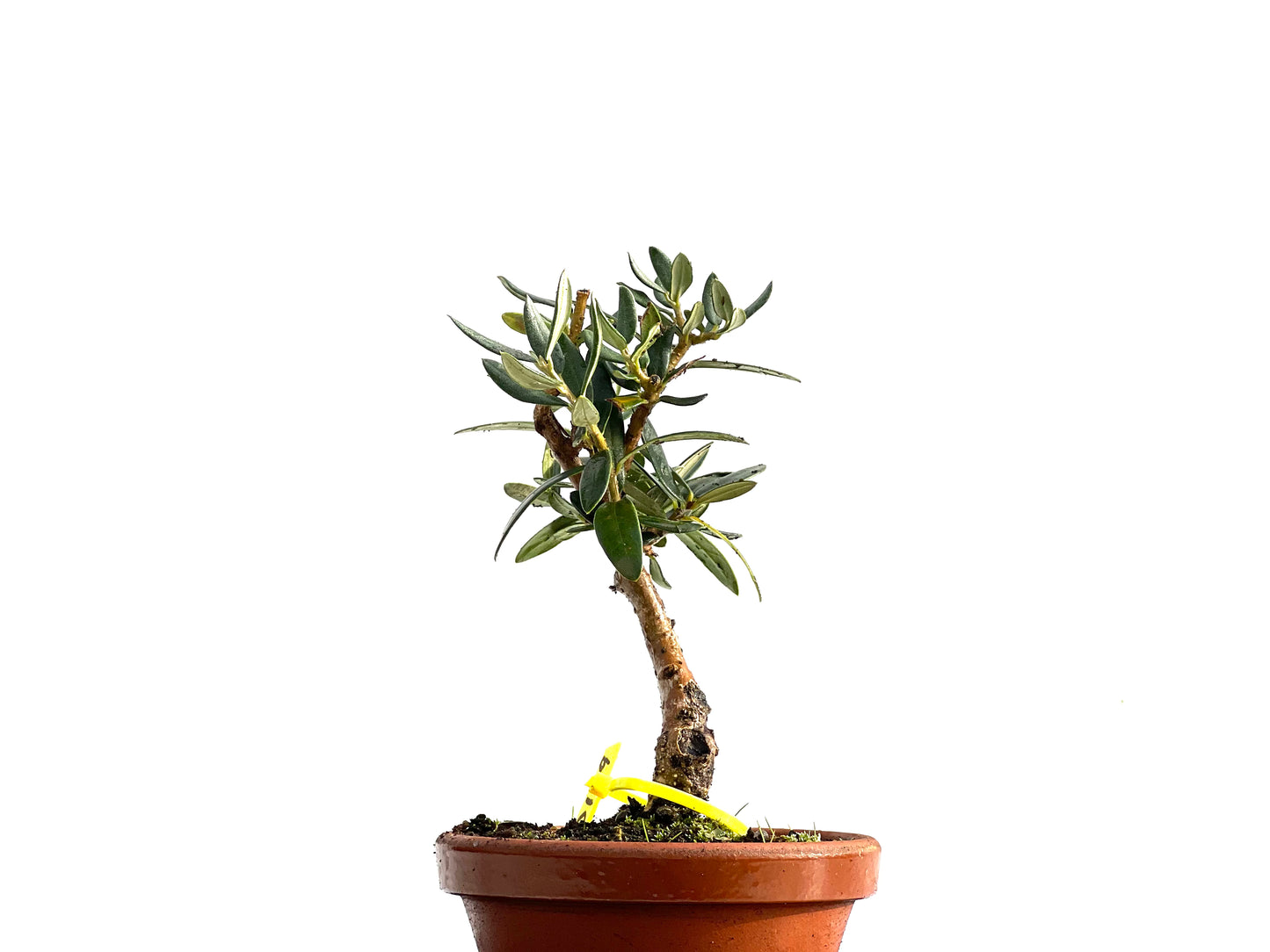 Olea Europaea Sylvestris 0189