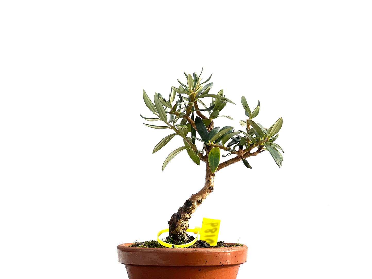 Olea Europaea Sylvestris 0189